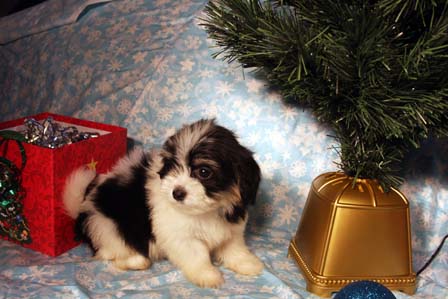 havanese-puppies